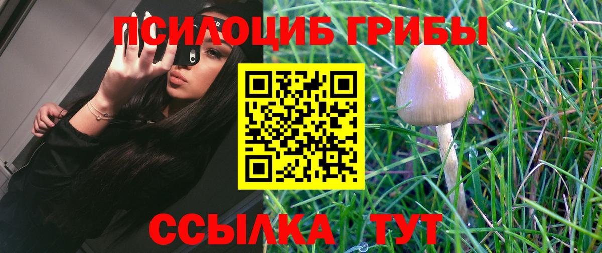 Галлюциногенные грибы Psilocybe Новокубанск